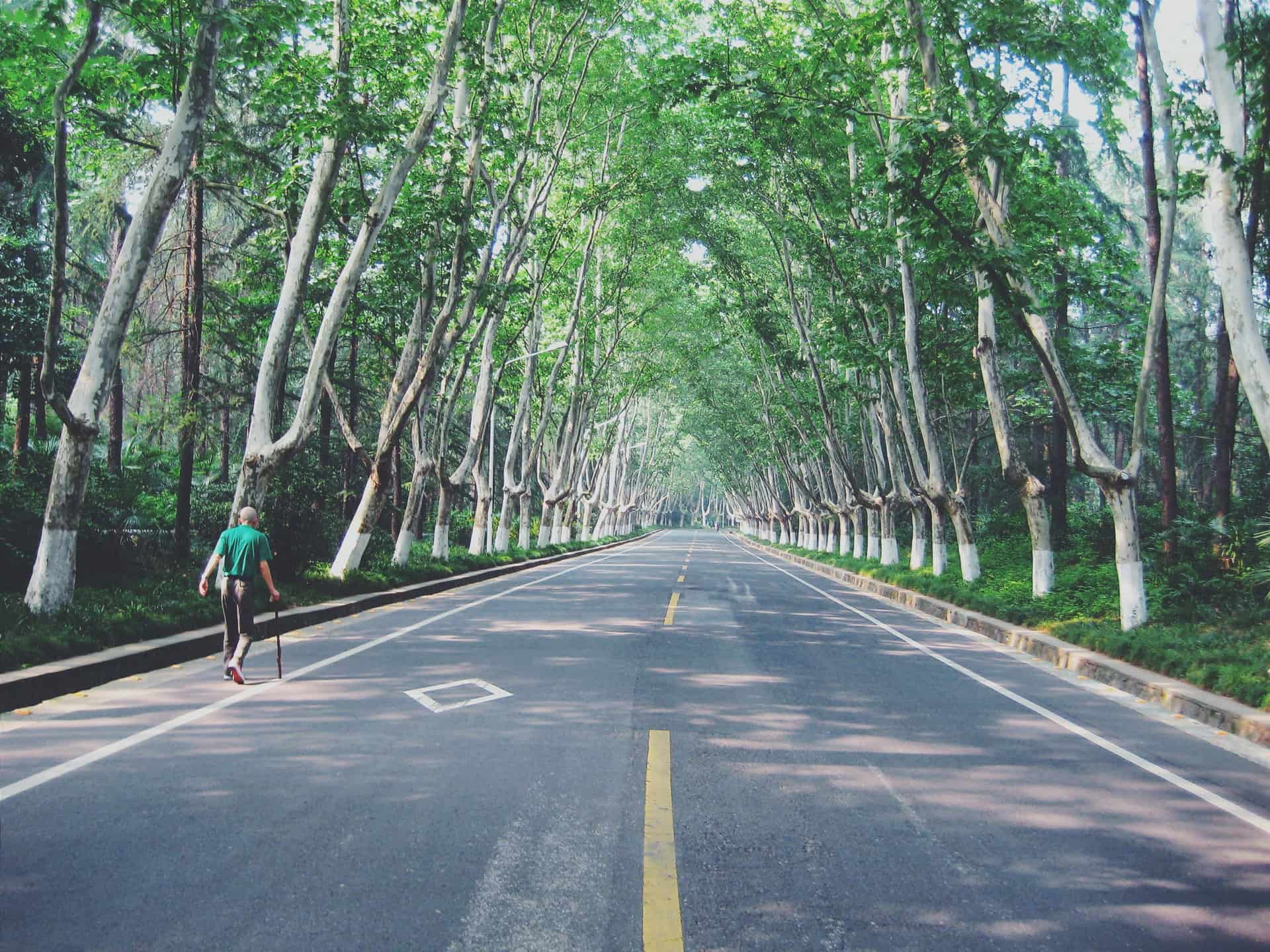 An elderly man using a cane to walk down a long road with trees growing on each side of the road.