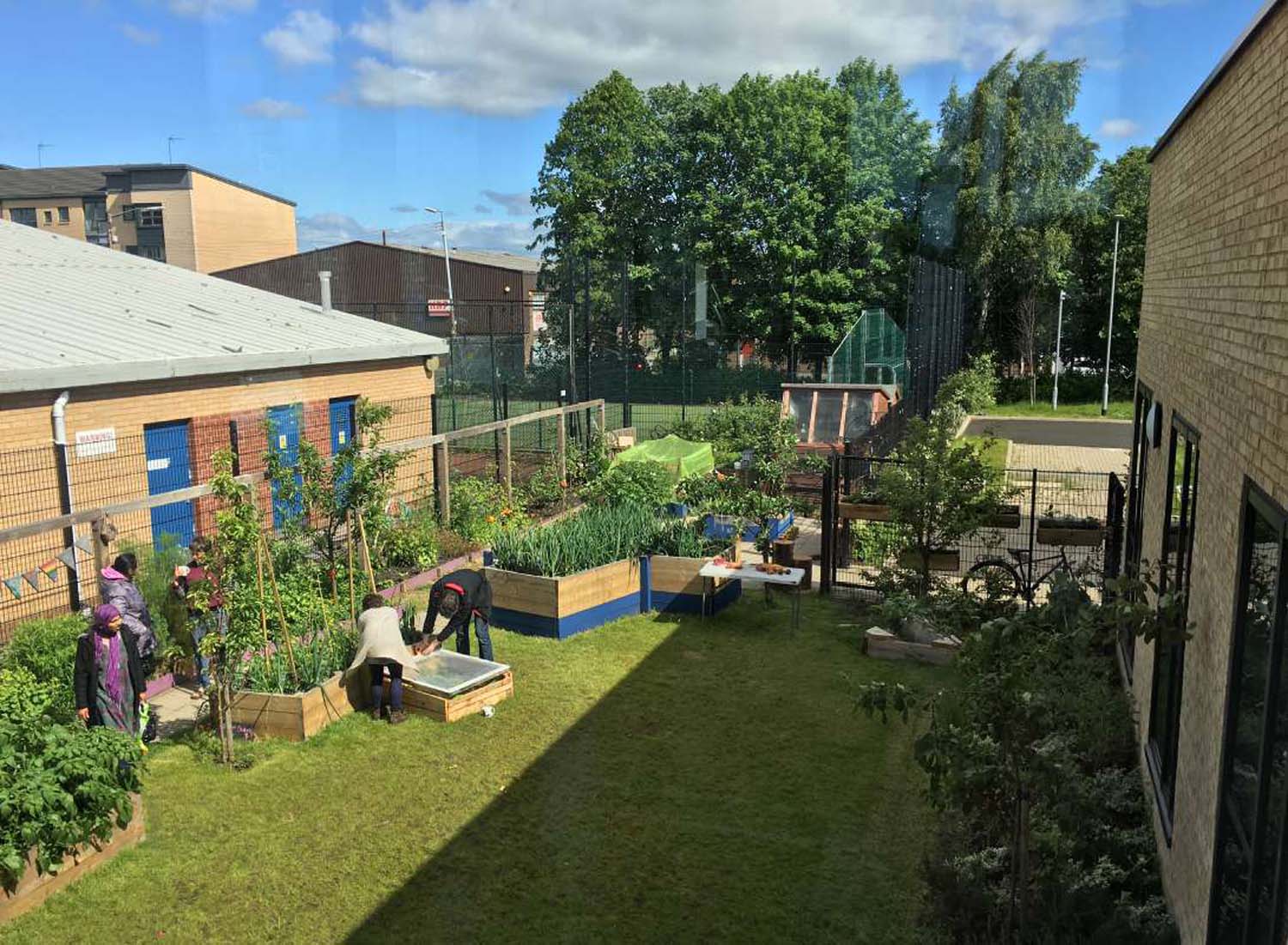 A group of people working in a community garden digging in raised beds, in the grassy courtyard of a brick building